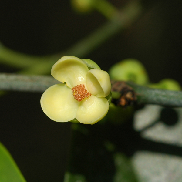 รง Garcinia hanburyi  Hook.f.<br/>CLUSIACEAE (GUTTIFERAE)