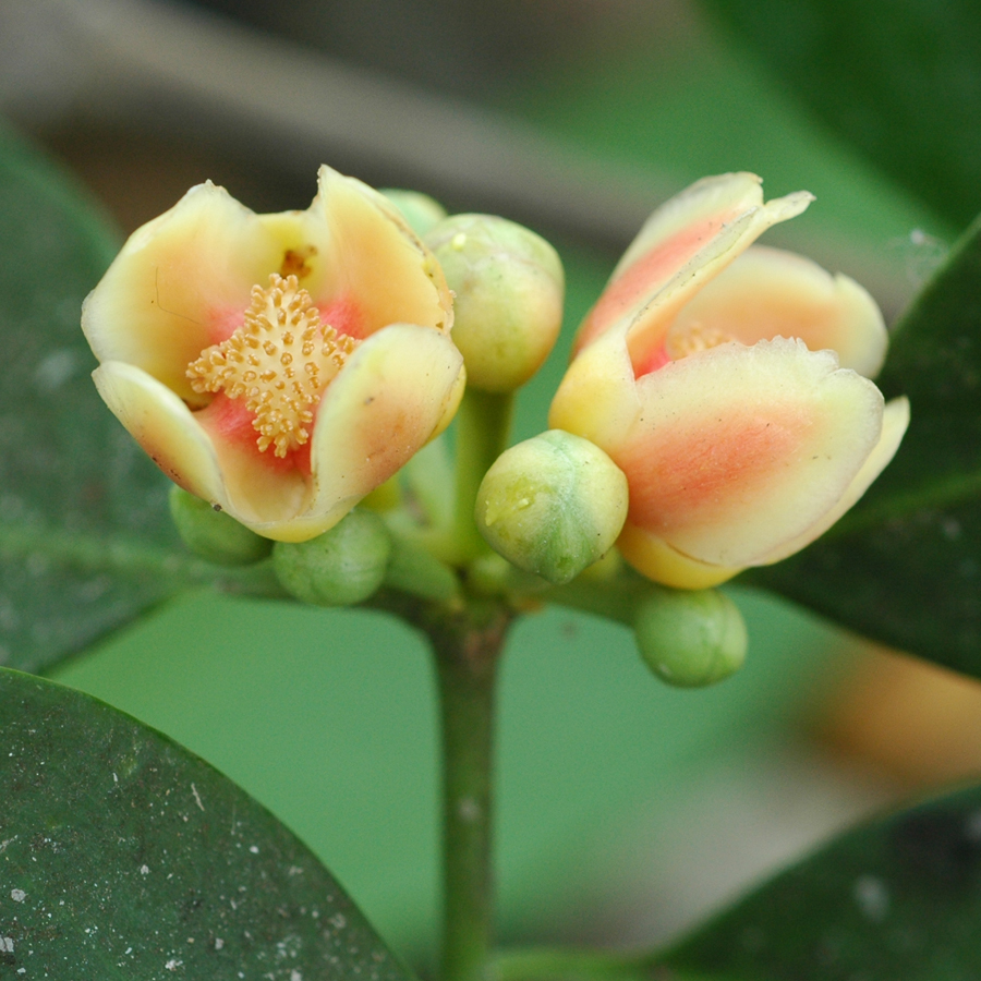 ชะมวง Garcinia cowa Roxb. ex DC.<br/>CLUSIACEAE (GUTTIFERAE)