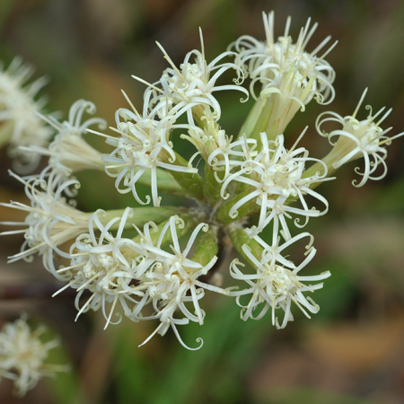 ยาแก้ Gochnatia decora (Kurz) Cabr.<br/>ASTERACEAE (COMPOSITAE)