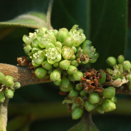 กรวยป่า Casearia grewiifolia Vent.<br/>FLACOURTIACEAE