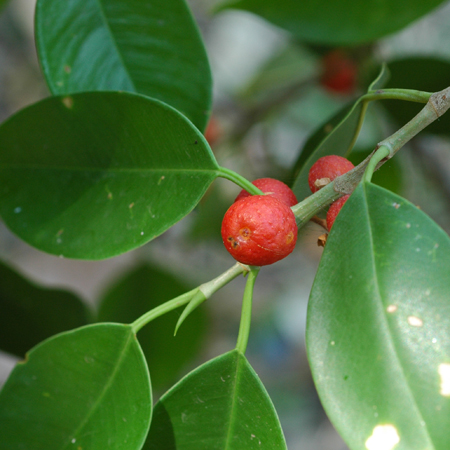 ไทรย้อย Ficus Benjamina L.<br/>MORACEAE