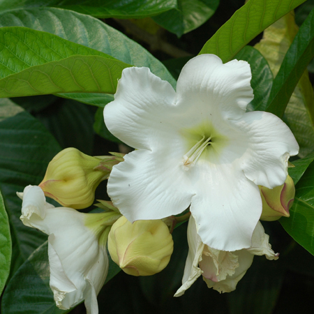 หิรัญญิการ์ Beaumontia grandiflora Wall.<br/>APOCYNACEAE