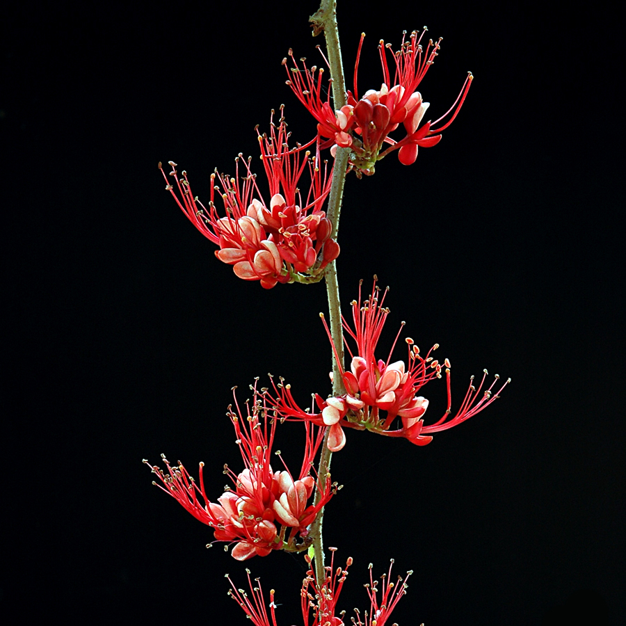 ประดู่แดง Phyllocarpus septentrionalls Donn. Sm.<br/>FABACEAE (LEGUMINOSAE-CAESALPINIOIDEAE)