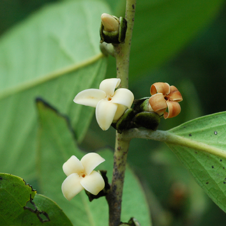 กระดูกค่าง Diospyros undulata Wall. ex G. Don var. cratericalyx (Craib) Bakh.<br/>EBENACEAE