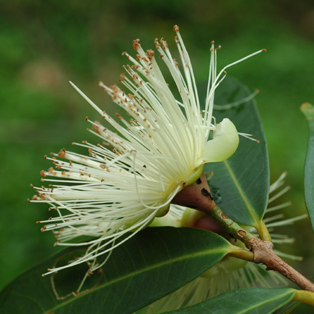 ชมพู่น้ำดอกไม้ Syzygium jambos (L.) Alston<br/>MYRTACEAE