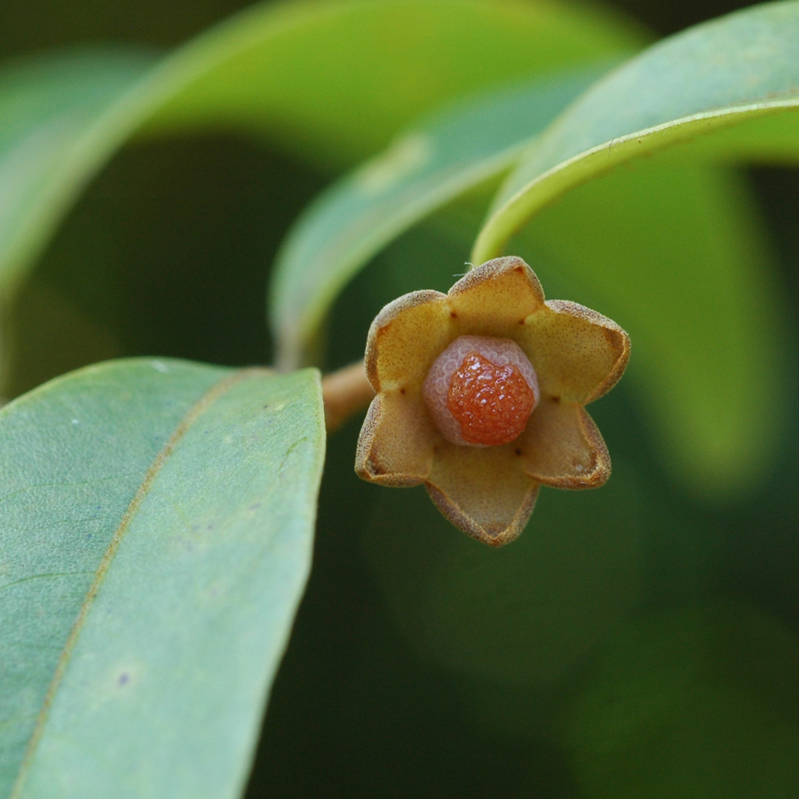 นมแมว Cyathostemma micranthum  (A.DC.) J. Sinclair<br/>ANNONACEAE