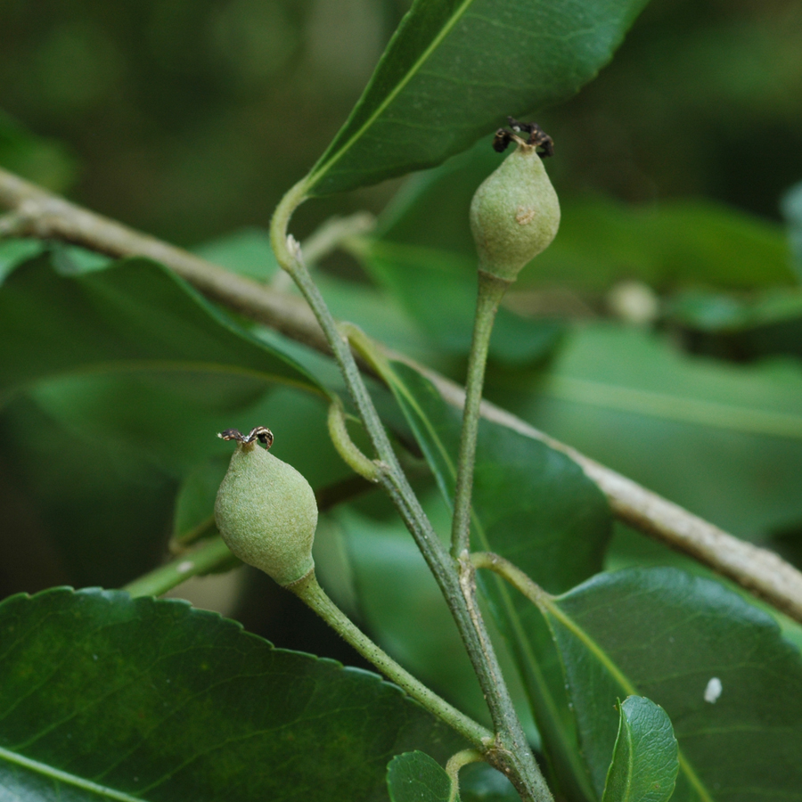 มะคำไก่ Drypetes roxburghii (Wall.) Hurusawa<br/>EUPHORBIACEAE