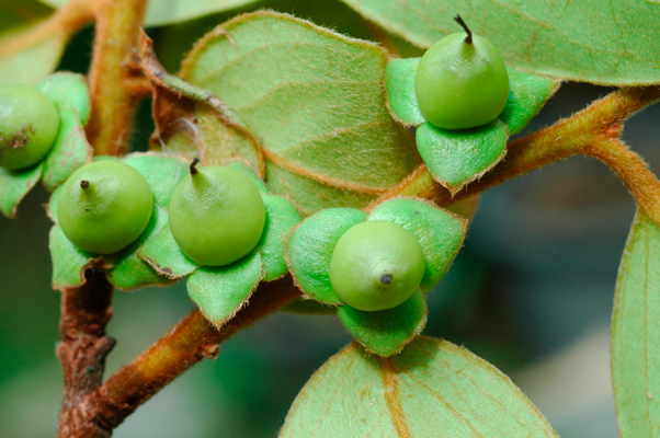 มะพลับเจ้าคุณ Diospyros winitii  Fletch.<br/>EBENACEAE