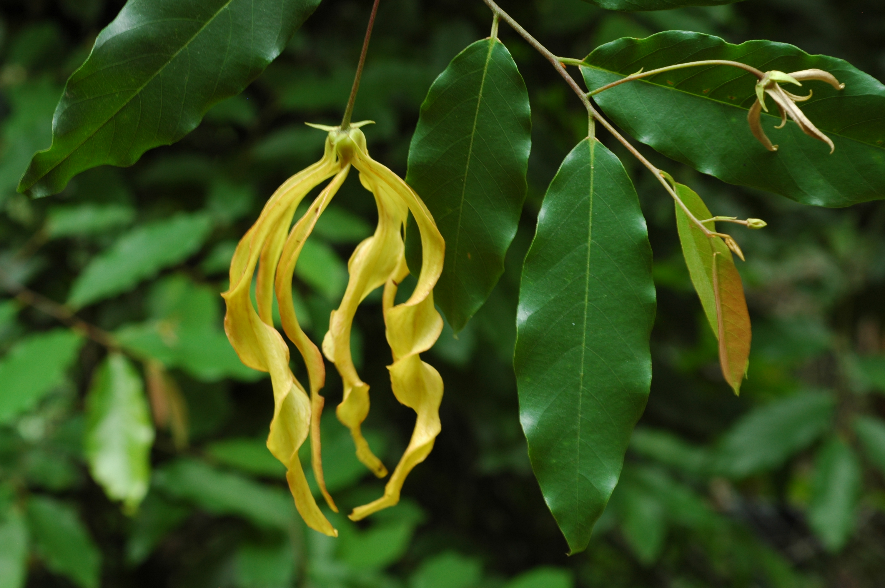 สายหยุด Desmos chinensis Lour.<br/>ANNONACEAE