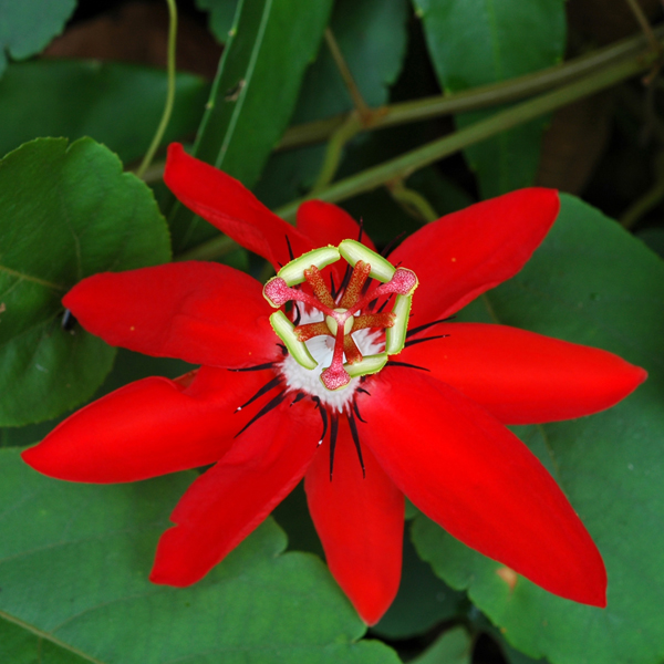 ศรีมาลา Passiflora coccinea Aubl.<br/>PASSIFLORACEAE