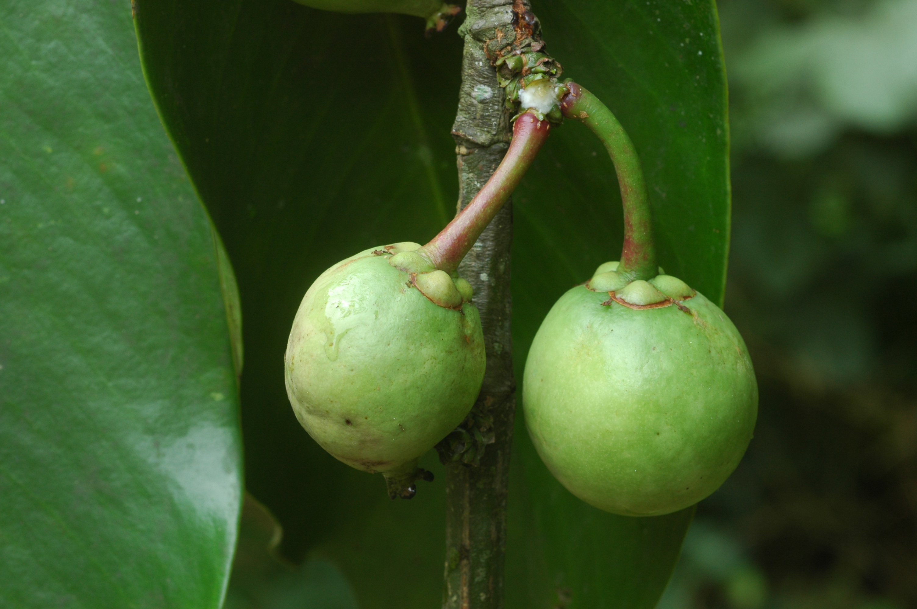 มะดะหลวง Garcinia xanthochymus Hook.f. ex T. Anderson<br/>CLUSIACEAE (GUTTIFERAE)