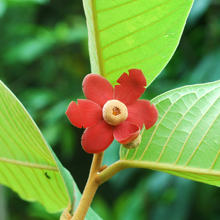 นมช้าง Uvaria cordata (Dunal) Alston<br/>ANNONACEAE