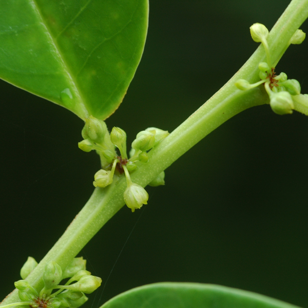 ผักยอดตอง Phyllanthus roseus (Craib & Hutch.) Beille<br/>EUPHORBIACEAE