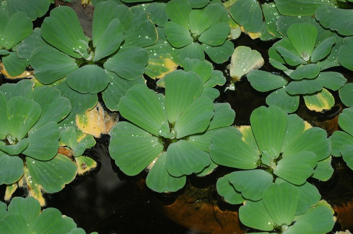 จอก Pistia stratiotes L.<br/>ARACEAE