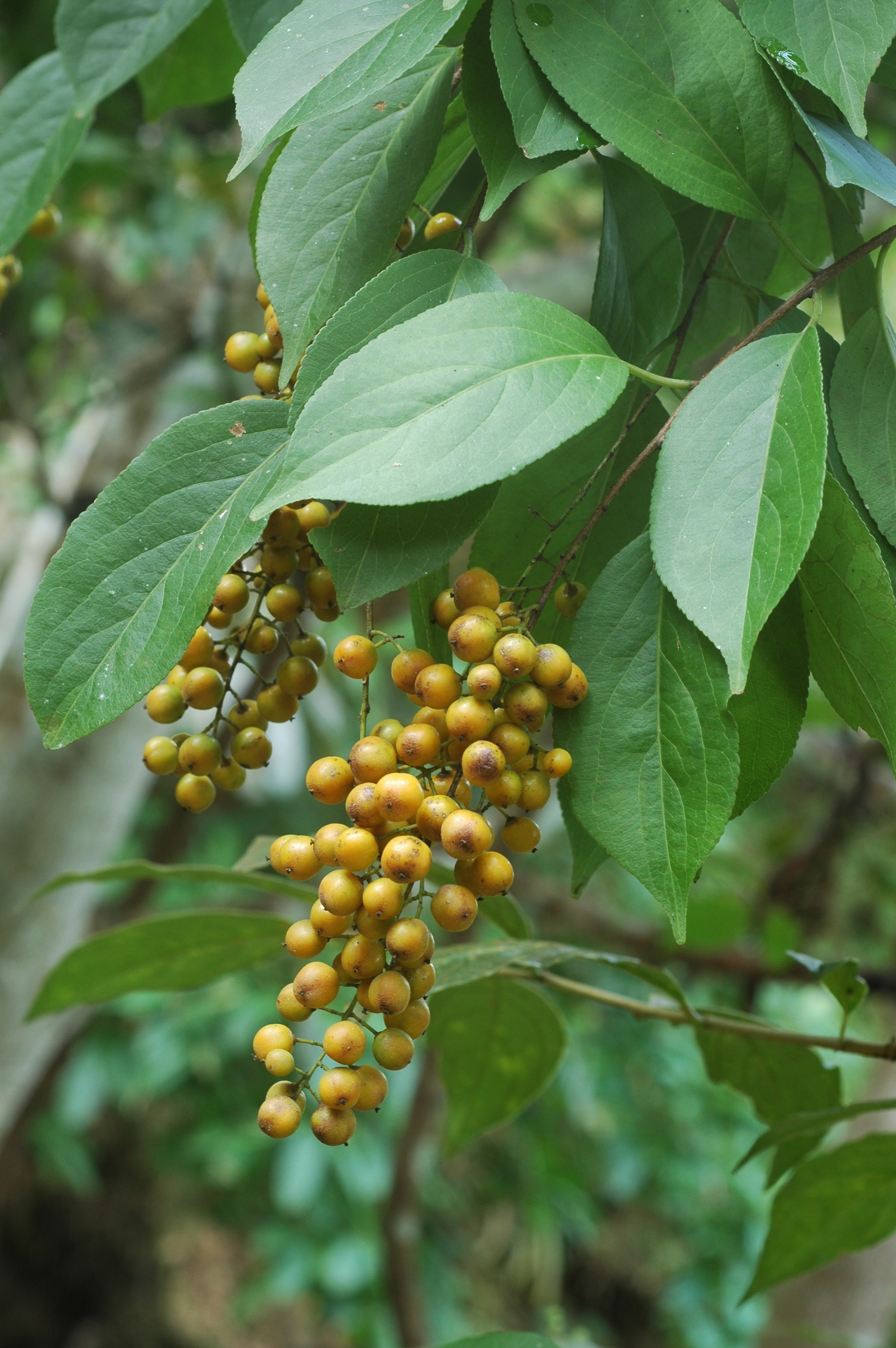 กระทงลาย Celastrus paniculatus Willd.<br/>CELASTRACEAE