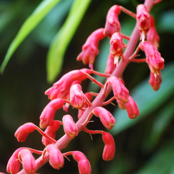 เถาขยัน Bauhinia strychnifolia Craib<br/>CAESALPINIACEAE