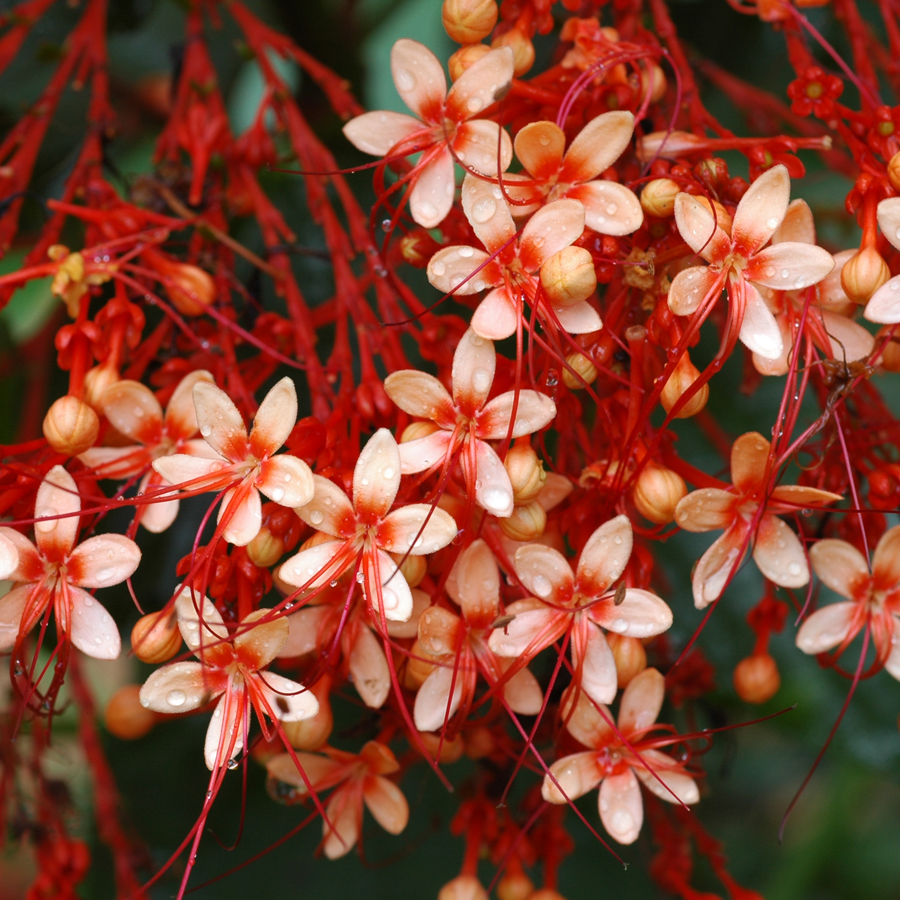 นมสวรรค์ Clerodendrum paniculatum   L.<br/>LAMIACEAE (LABIATAE)