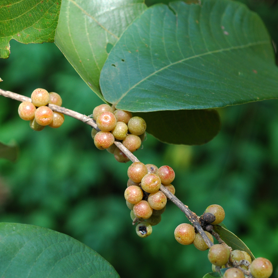 เต็งหนาม Bridelia retusa (L.) A. Juss.<br/>EUPHORBIACEAE