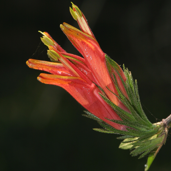 พญายอ Clinacanthus nutans (Burm. f.) Lindau<br/>ACANTHACEAE