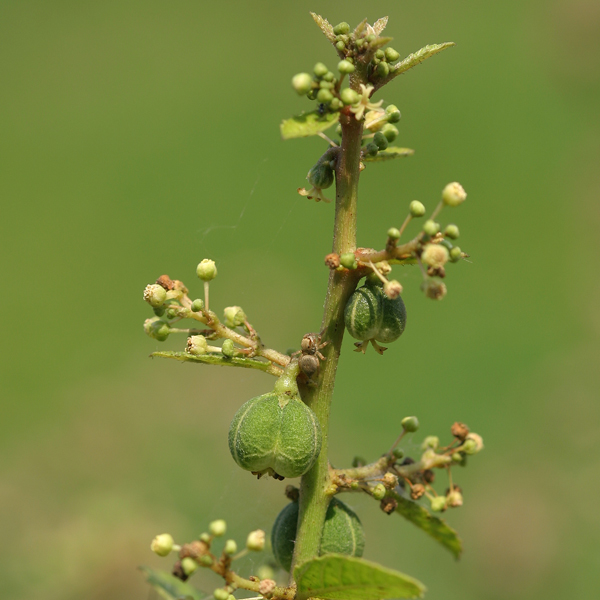 ตองแตก Baliospermum solanifolium (Burm.) Suresh<br/>EUPHORBIACEAE