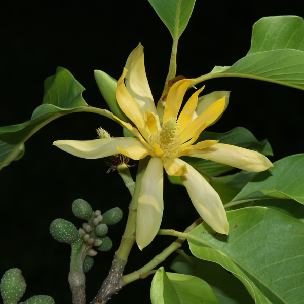 จำปา Michelia champaca L.<br/>MAGNOLIACEAE