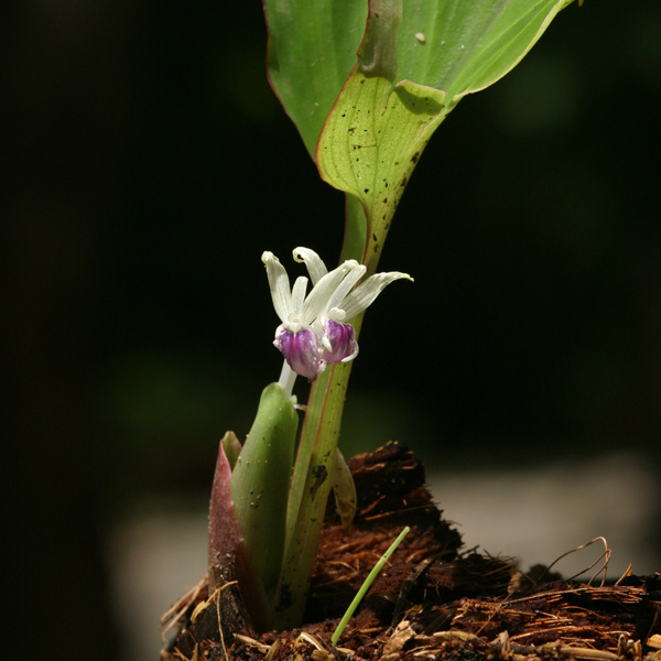 กระชายดำ Kaempferia parviflora Wall. ex Baker<br/>ZINGIBERACEAE