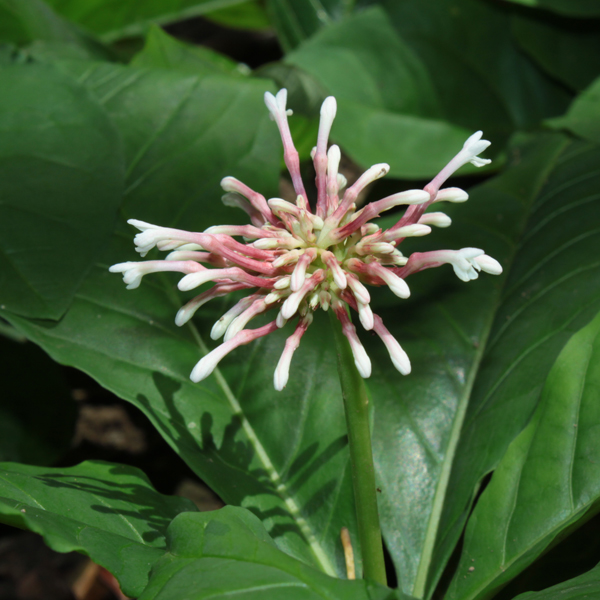 ระย่อม Rauvolfia serpentina (L.) Benth. ex Kurz<br/>APOCYNACEAE