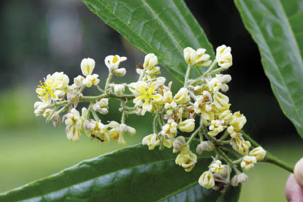 ลาย Microcos paniculata L.<br/>TILIACEAE