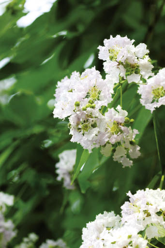 เสลาขาว Lagerstroemia tomentosa C.Presl<br/>LYTHRACEAE