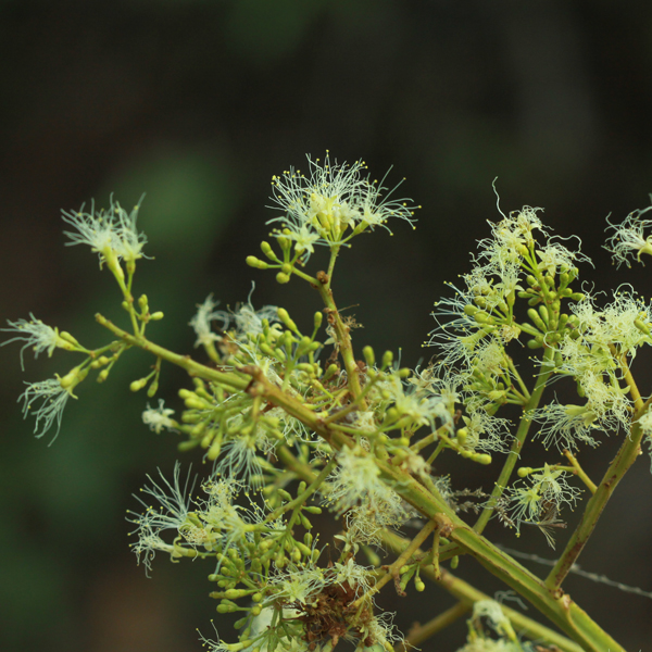 มะขามแป Archidendron clypearia (Jack) I.C. Nielsen<br/>FABACEAE (LEGUMINOSAE-MIMOSOIDEAE)