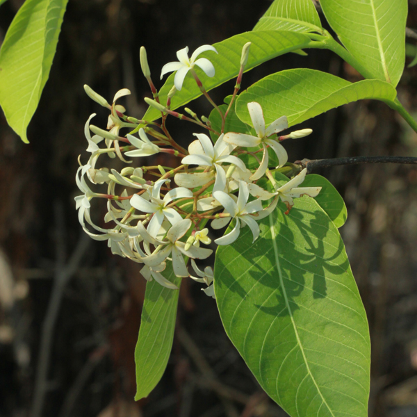 โมกใหญ่ Holarrhena pubescens Wall. ex G.Don<br/>APOCYNACEAE