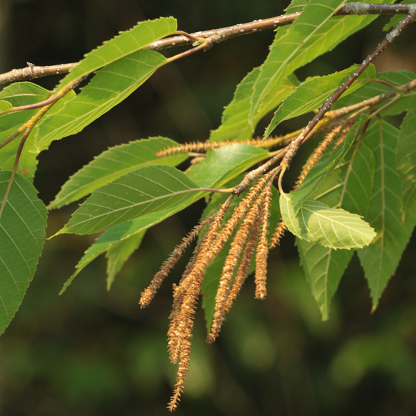 กำลังเสือโคร่ง Betula alnoides Buch.-Ham. ex G.Don<br/>BETULACEAE