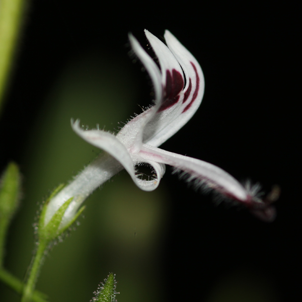 ฟ้าทะลายโจร Andrographis paniculata (Burm.f.) Wall. ex Nees<br/>ACANTHACEAE