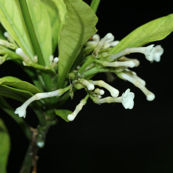 ขะย่อมใหญ่ Rauvolfia verticillata (Lour.) Baillon<br/>APOCYNACEAE