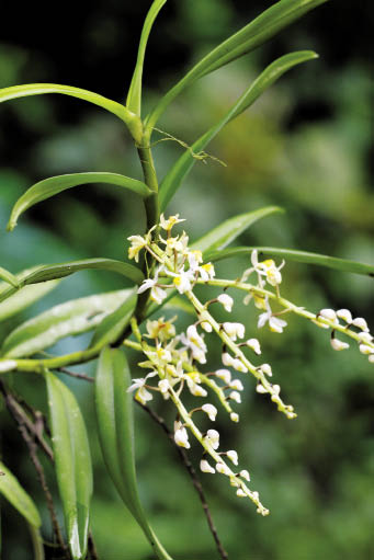 เอื้องแมลงปอทอง Micropera obtusa (Lindl.) Tang & F.T.Wang<br/>ORCHIDACEAE