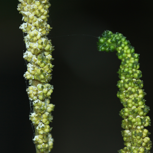 ผักตีนกวาง Helminthostachys zeylanica (L.) Hook.<br/>OPHIOGLOSSACEAE