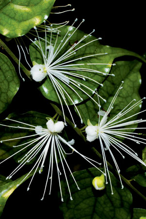 ชิงชี่ใบแหลม Capparis acutifolia Sw.<br/>CAPPARACEAE