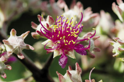 เสลาเปลือกบาง Lagerstroemia venusta C.B.Clarke<br/>LYTHRACEAE