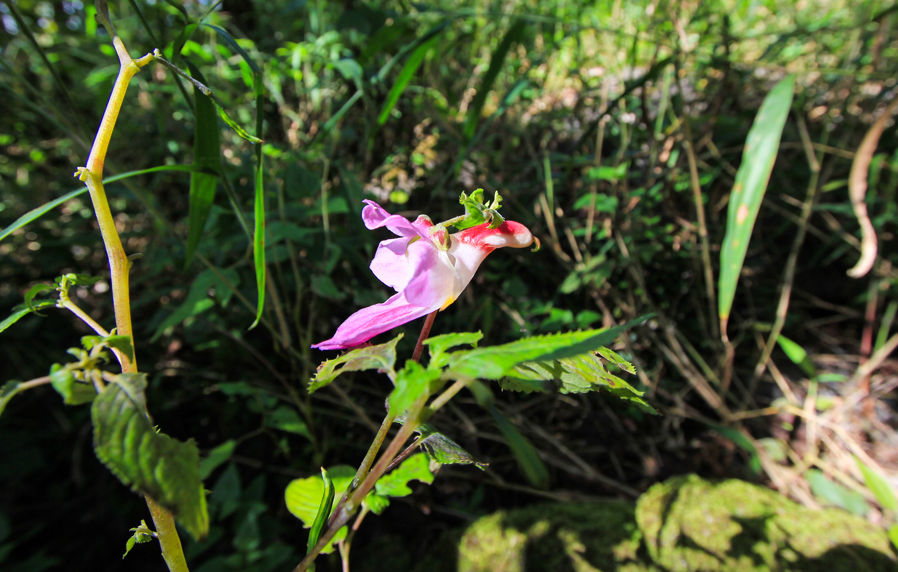 เทียนนกแก้ว Impatiens psittacina Hk.f.<br/>BALSAMINACEAE