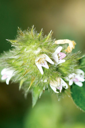 หญ้าขนไก่ Lepidagathis incurva D.Don<br/>ACANTHACEAE