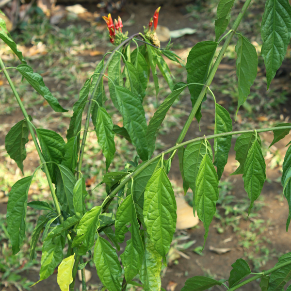 ลิ้นงูเห่า Clinacanthus siamensis Bremek.<br/>ACANTHACEAE