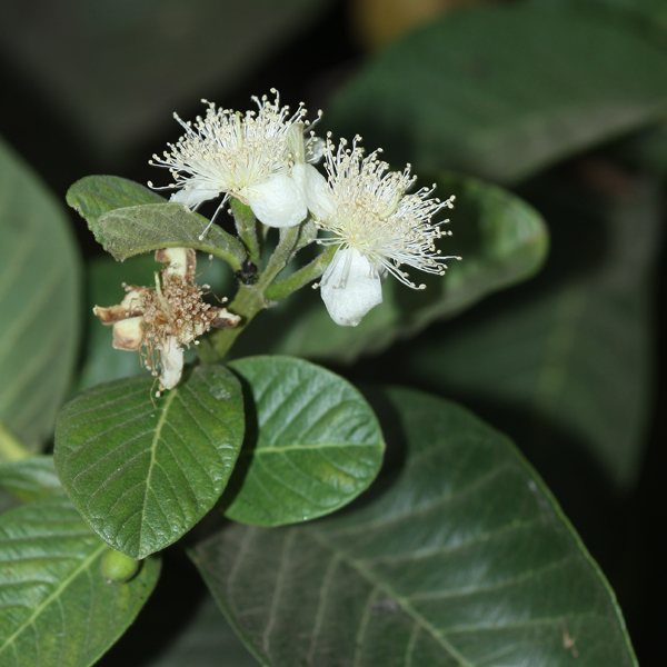 ฝรั่ง Psidium guajava L.<br/>MYRTACEAE