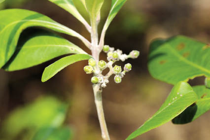 ก้าว Tristaniopsis burmanica (Griff.) Peter G.Wilson & J.T.Waterh. var. rufescens (Hance) J.Parn. & Nic Lughada<br/>MYRTACEAE