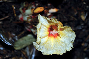 เอื้องดินเหนือ Costus tonkinensis Gagnep.<br/>COSTACEAE