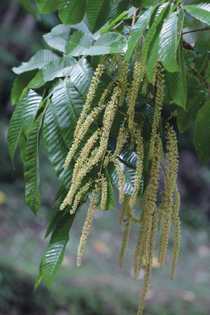 แดงน้ำ Pometia pinnata Forst.<br/>SAPINDACEAE