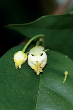 จักหัน Orophea polycarpa A.DC.<br/>ANNONACEAE