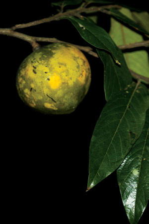 จันเขา Diospyros dasyphylla Kurz<br/>EBENACEAE