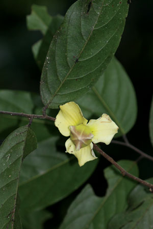 ลำดวนดอย Mitrephora wangii Hu<br/>ANNONACEAE