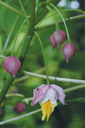 เหยื่อจงตะนาวศรี Impatiens parishii Hook.f.<br/>BALSAMINACEAE