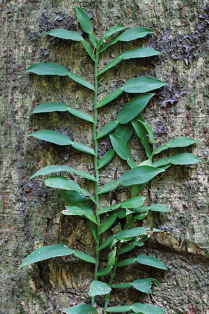 ตองงุม Pothos chinensis (Raf.) Merr.<br/>ARACEAE